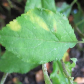 8014 Similar leaf spot on Crabapple, July 1
